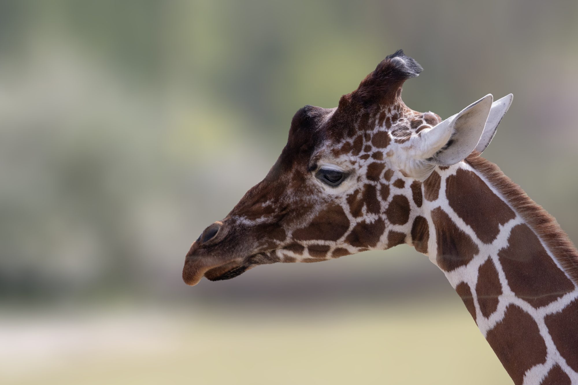 Netzgiraffe