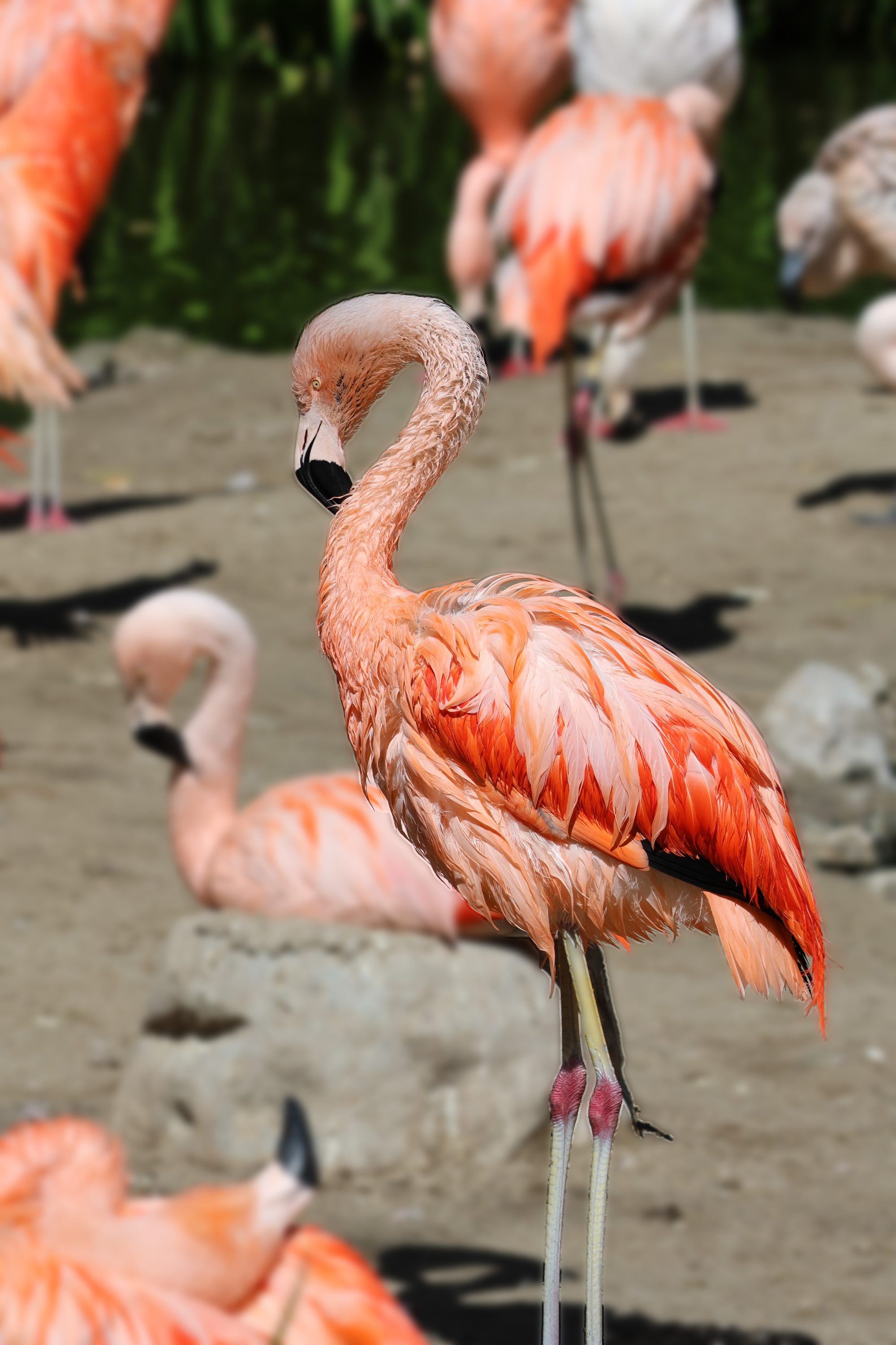 Chileflamingo