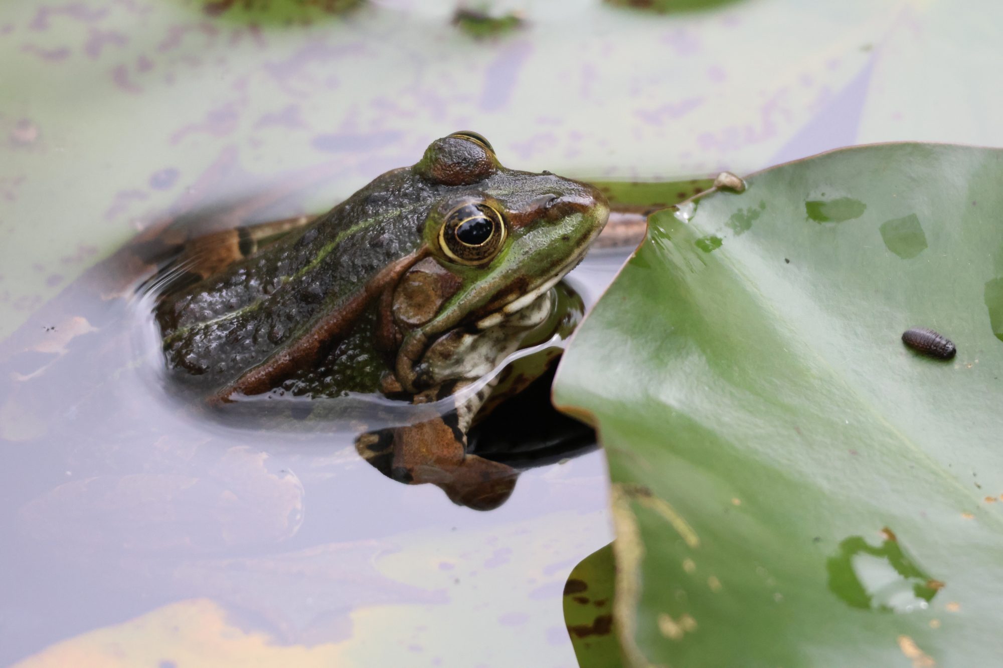 Teichfrosch