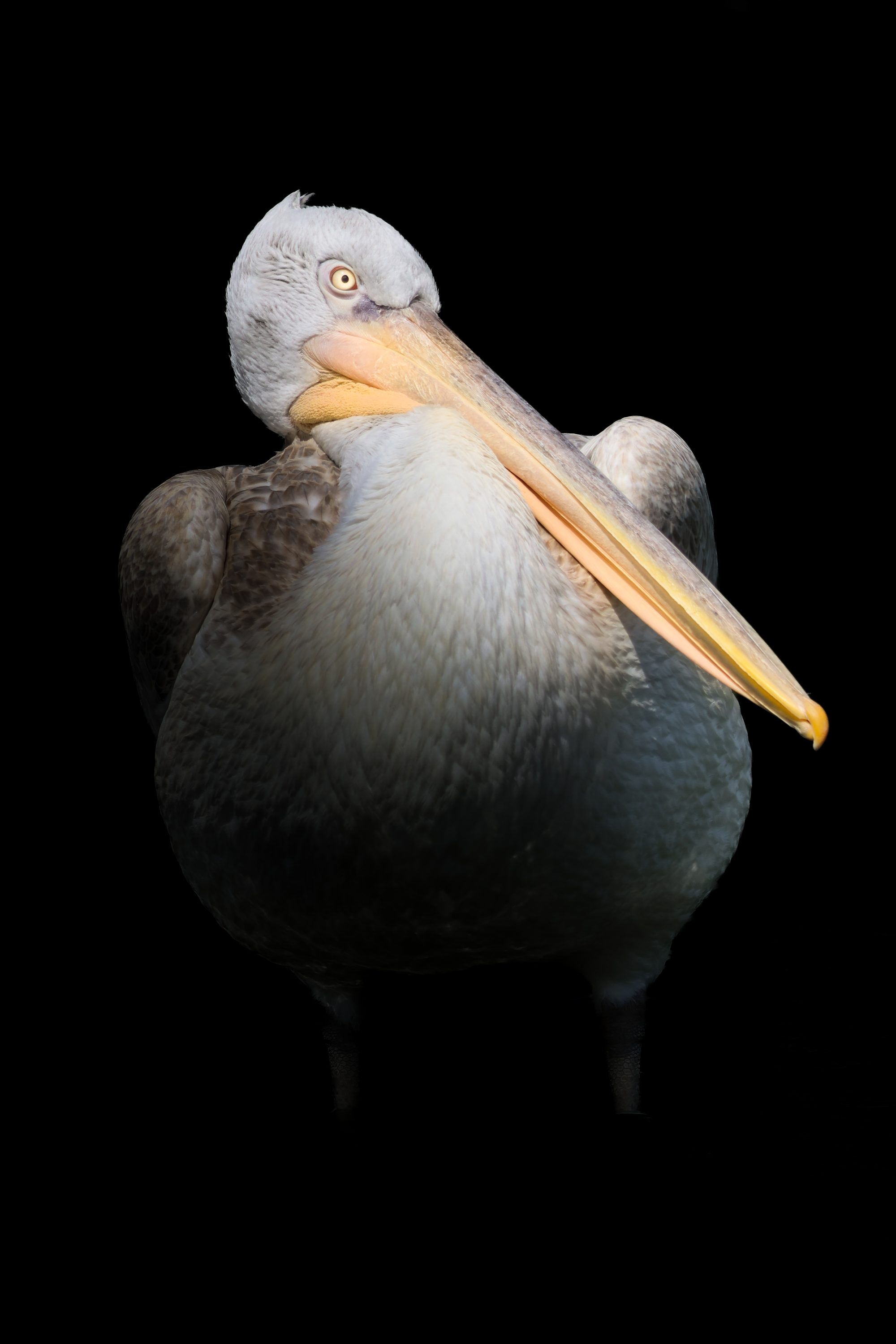 Krauskopfpelikan