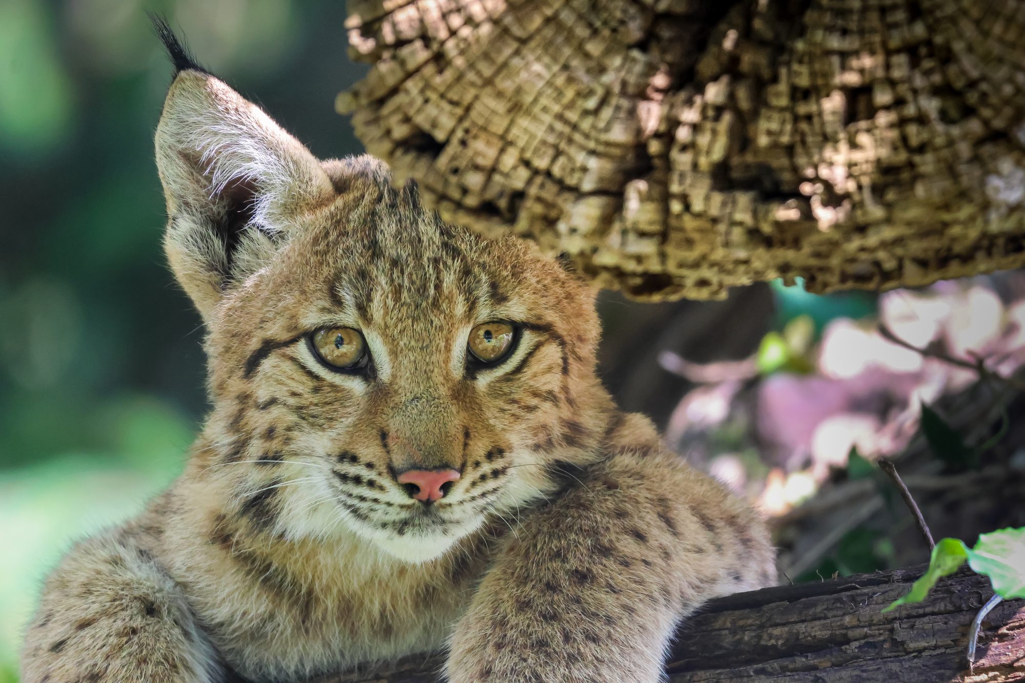 Luchs