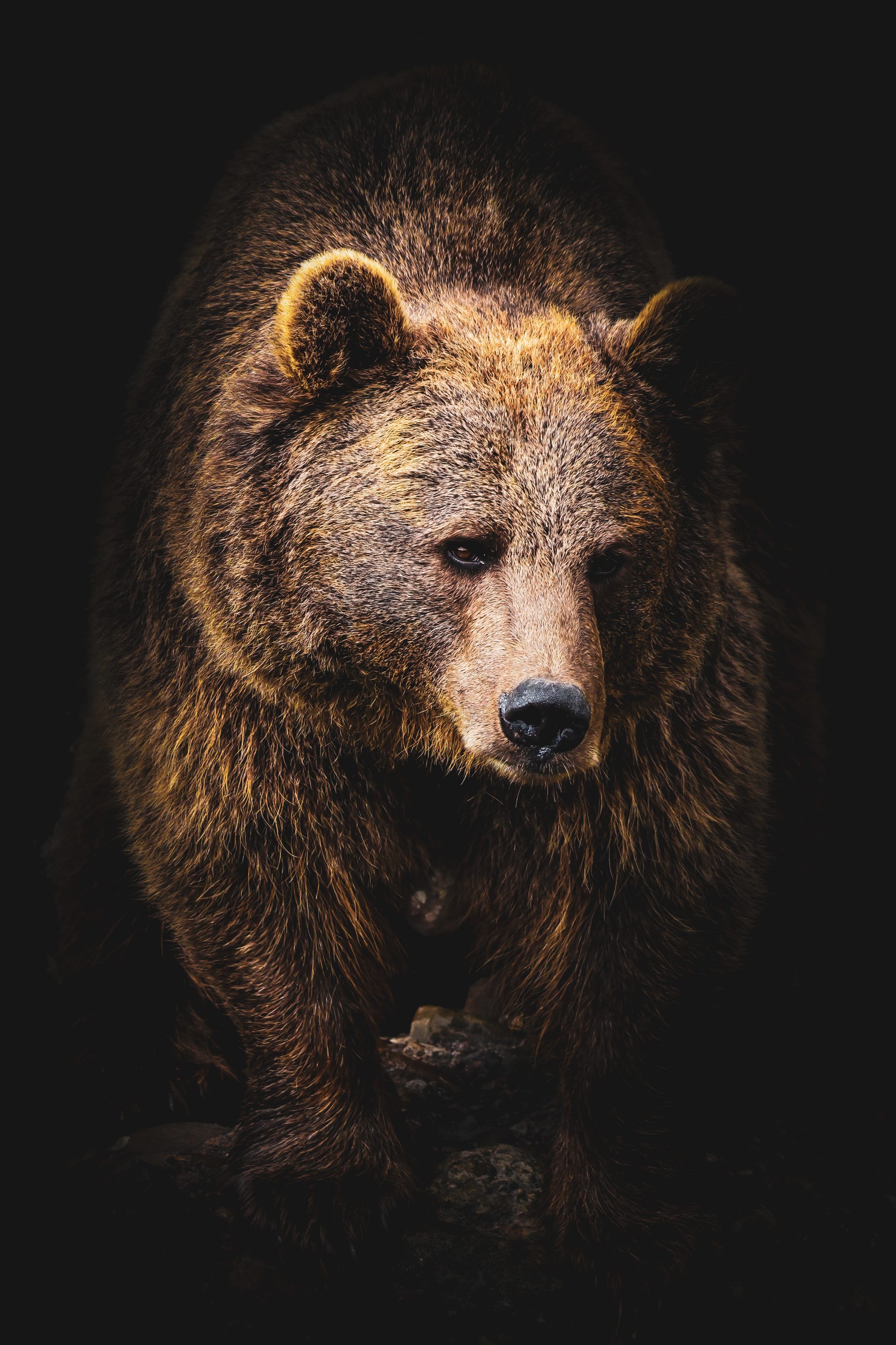 Braunbär