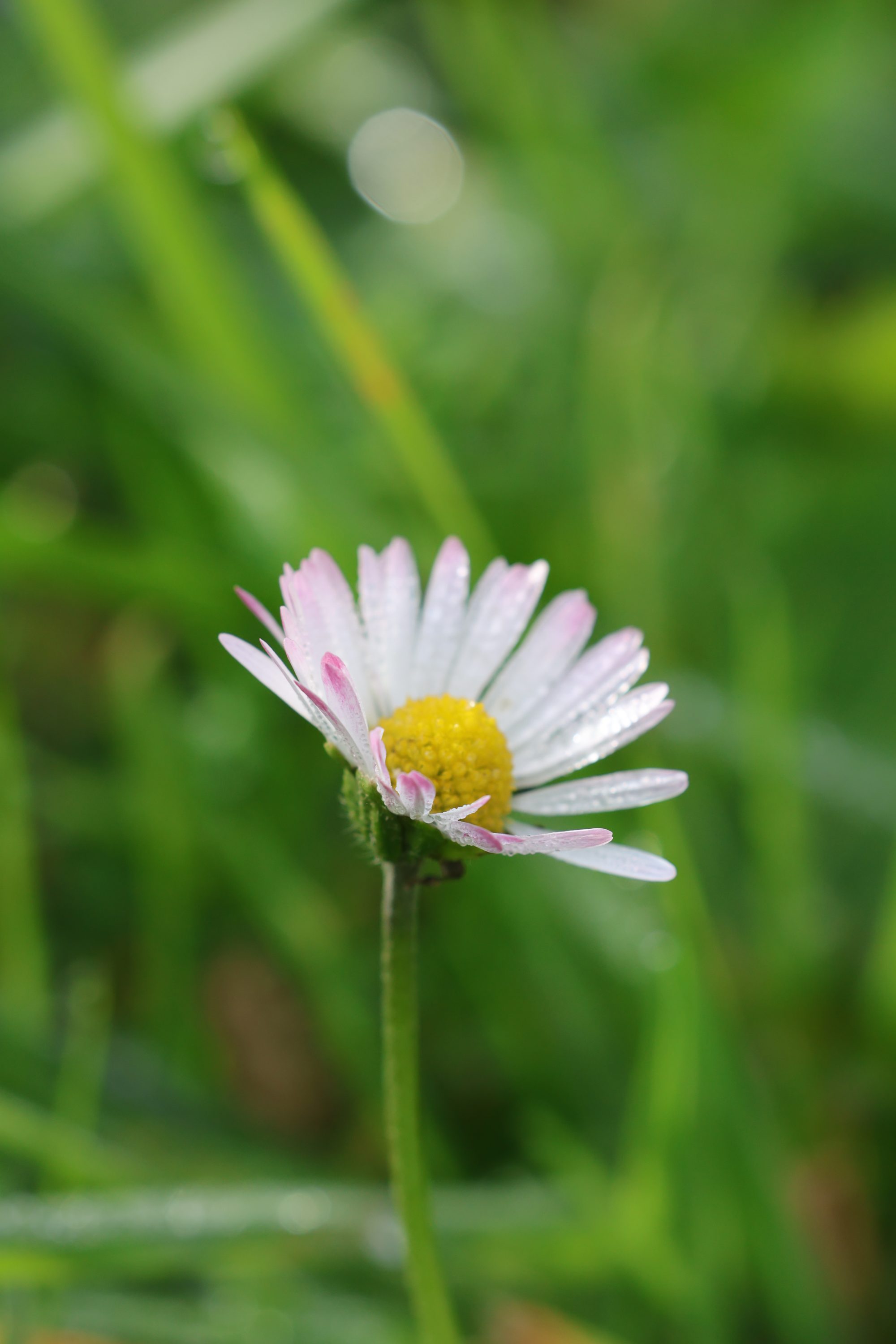 Gänseblume