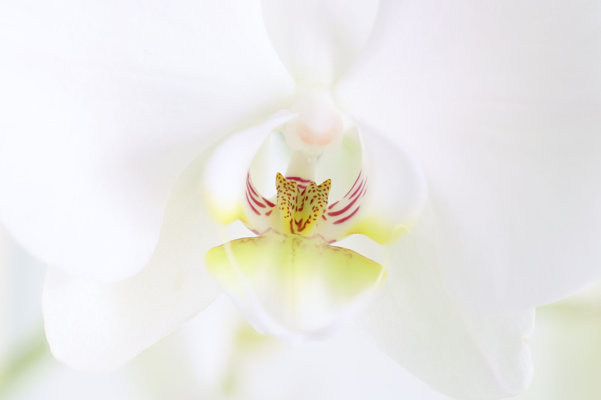 Orchideen