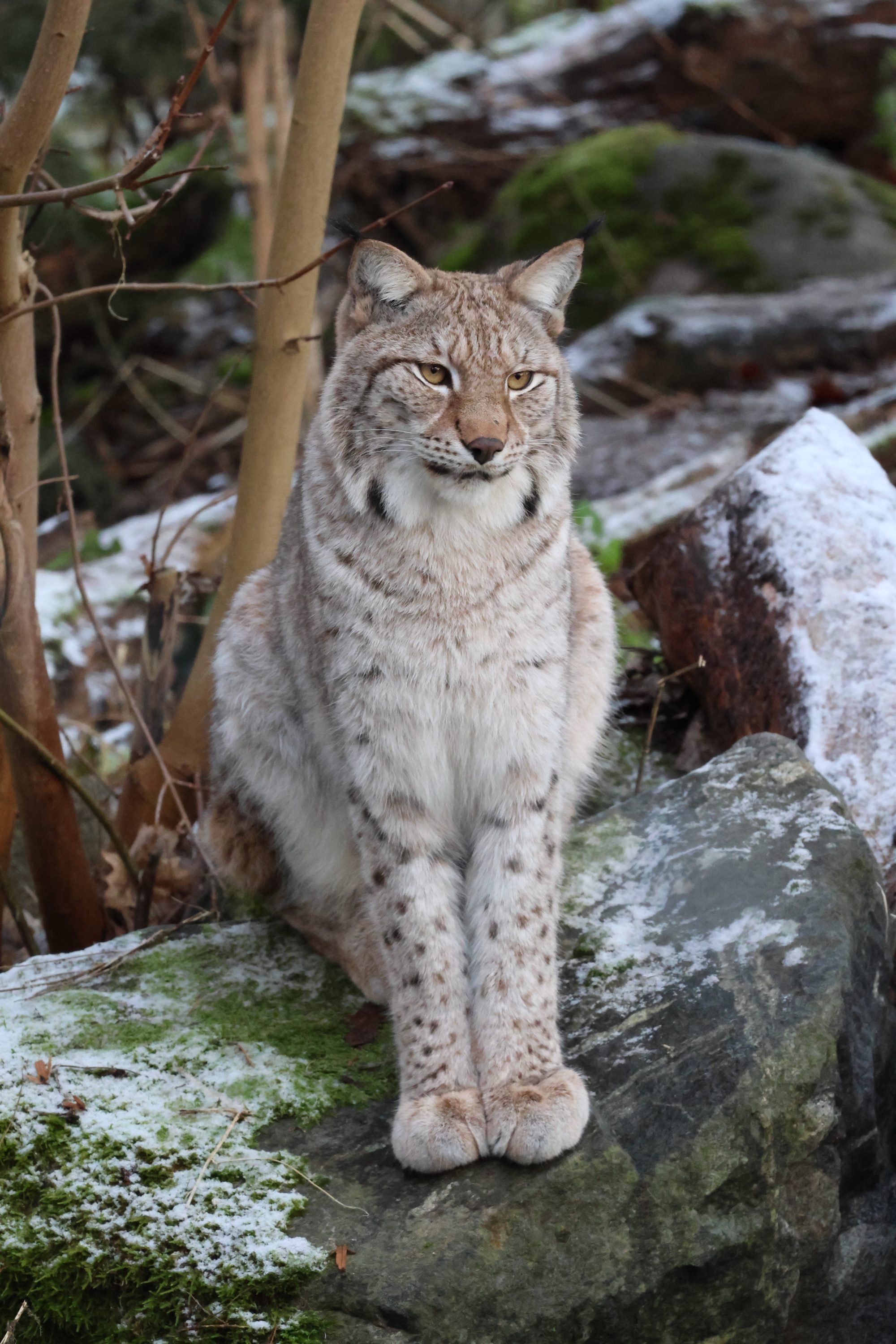 Luchs